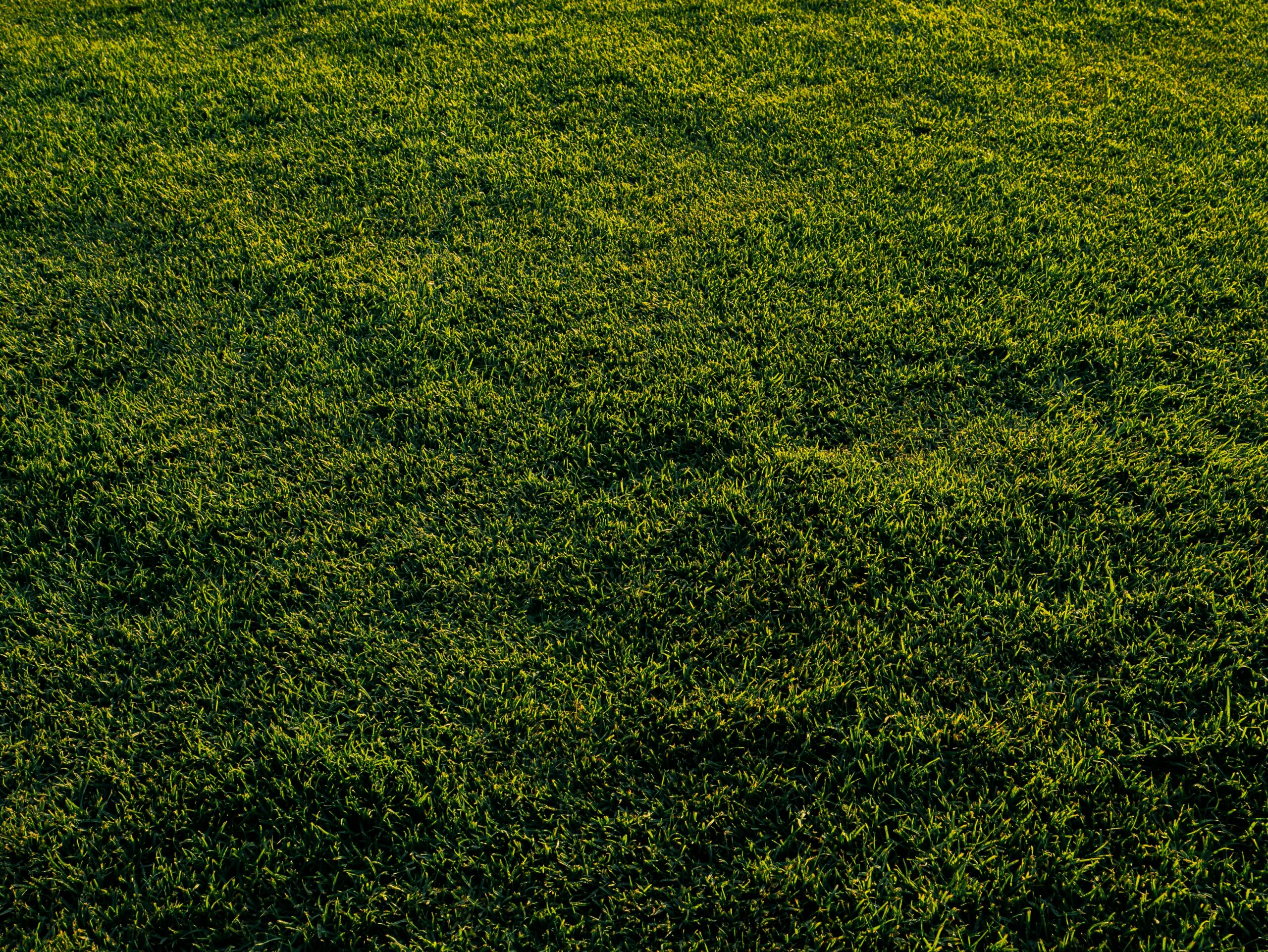 Close up of healthy green grass