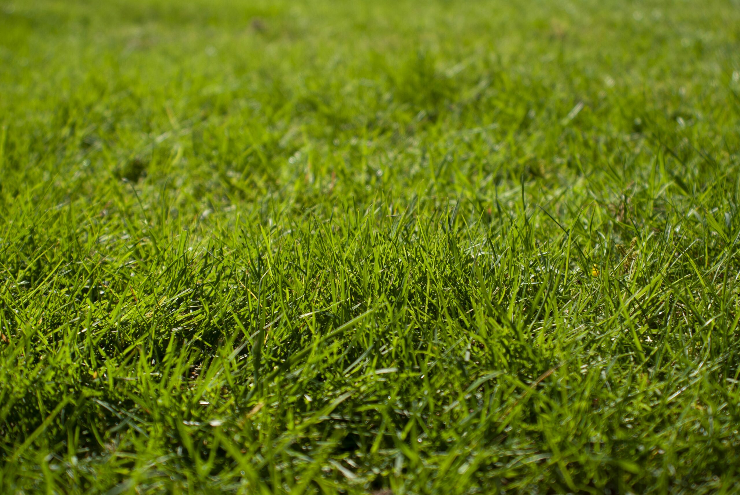 Backyard lawn establishing new grass growth